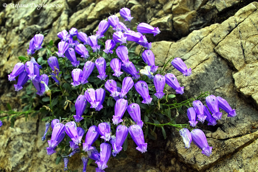 Campanula zoysii / Campanula di Zoys